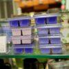 Wax Tart 6 pk